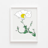 Matalija Poppy