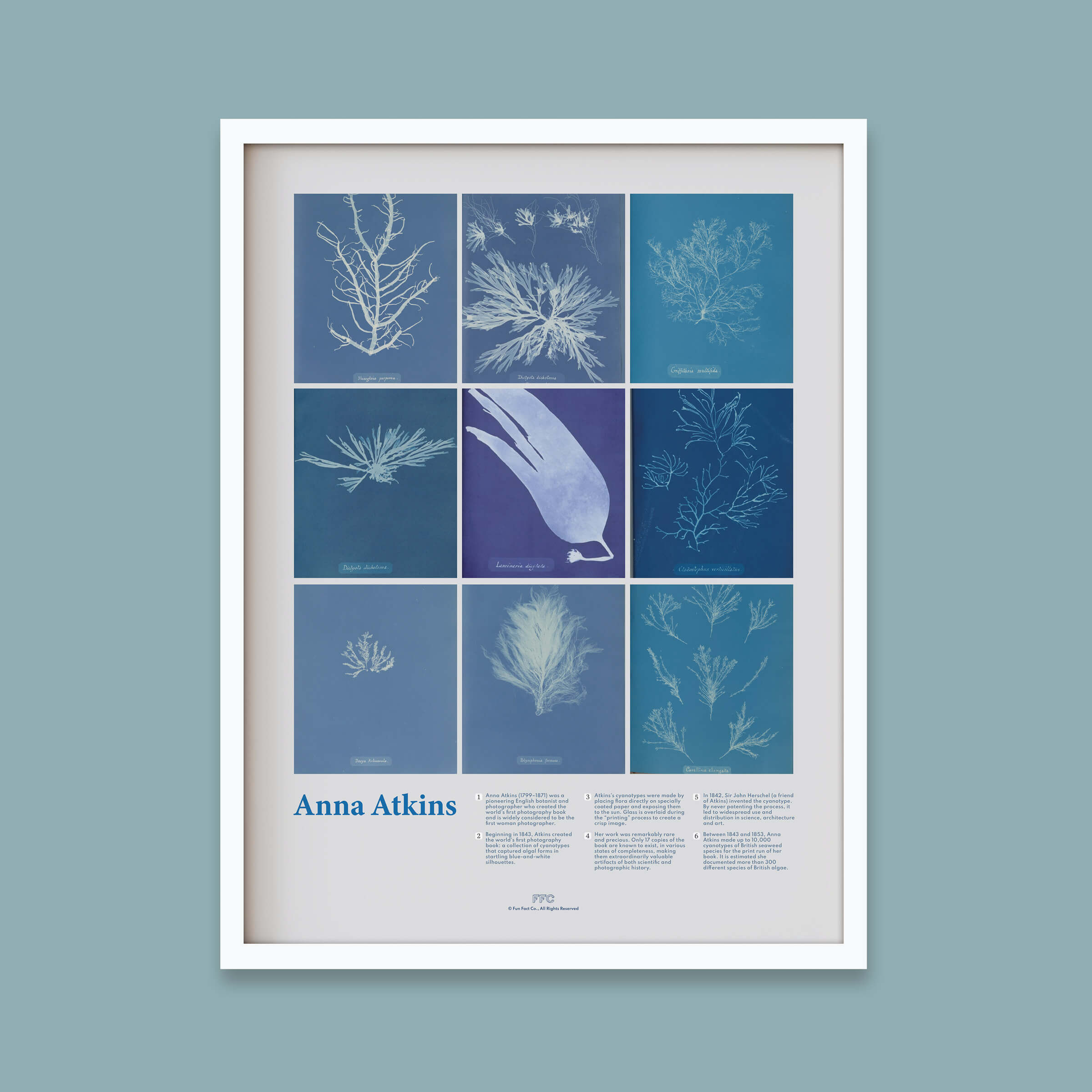 Anna Atkins Cyanotype Print