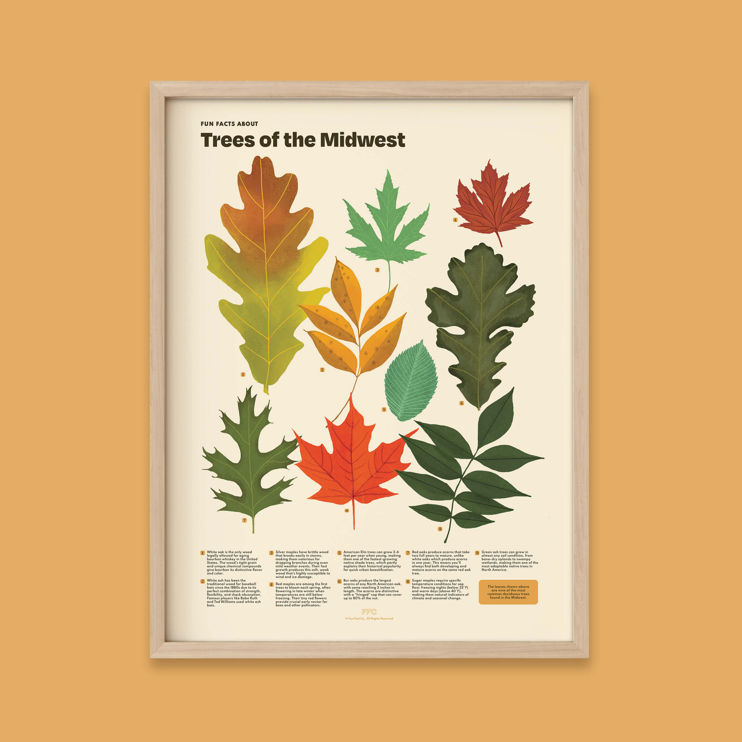 Trees of the Midwest Print