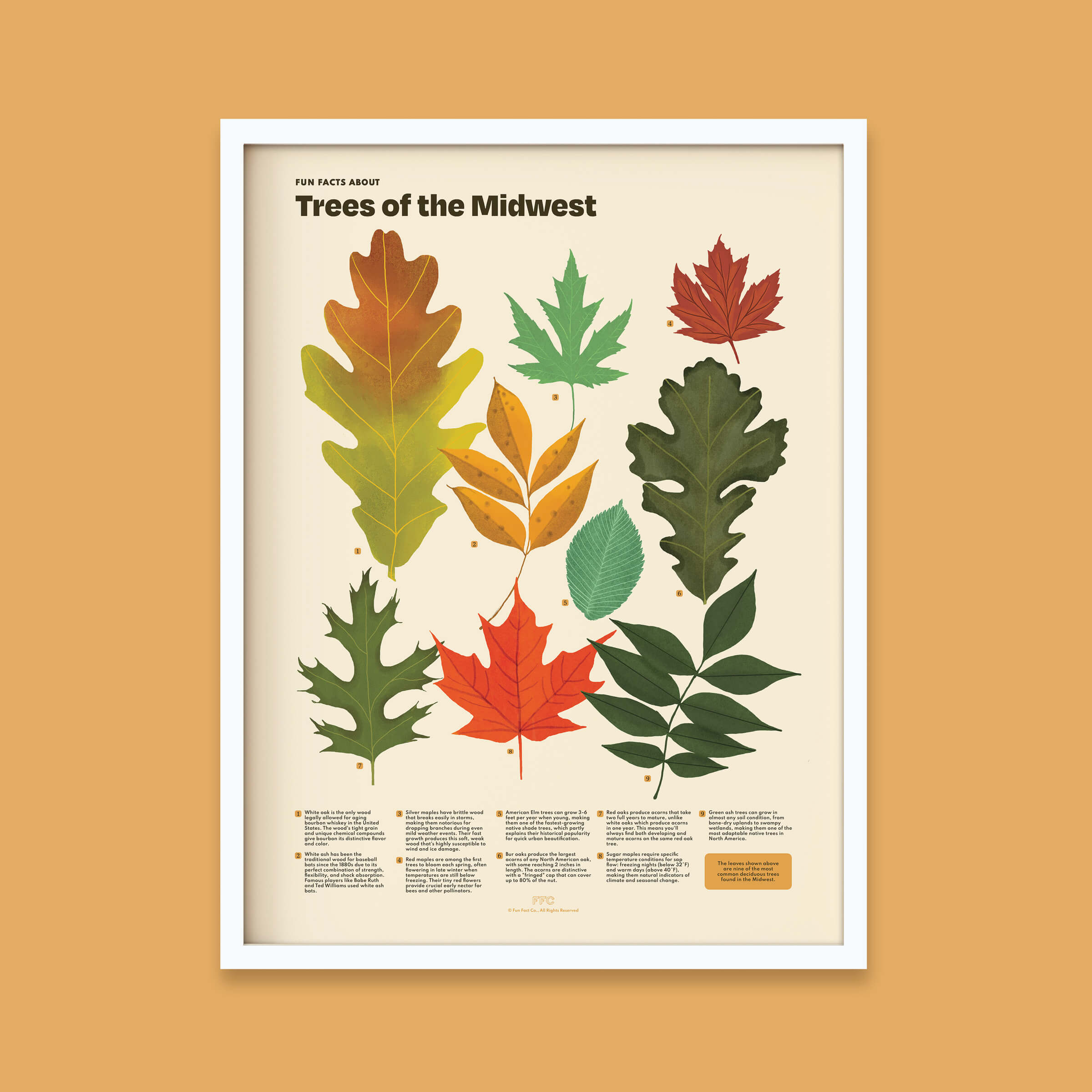 Trees of the Midwest Print